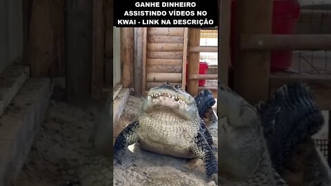 jacaré gigante fazendo um lanchinho