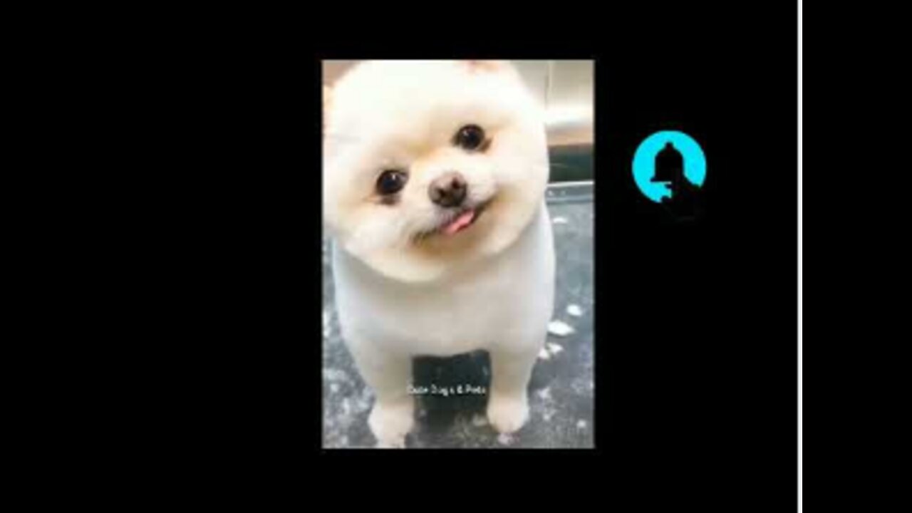 Cute Dogs Funny Dogs | The most crazy and funniest dogs