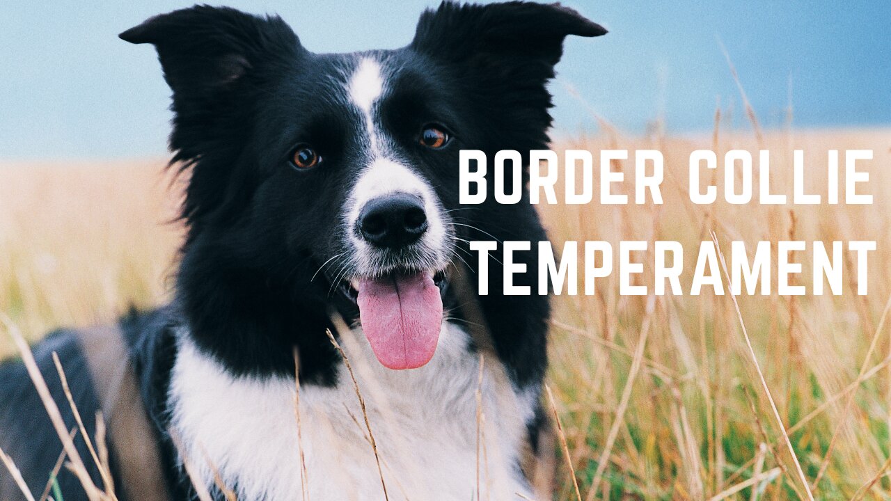 Border Collie Temperament