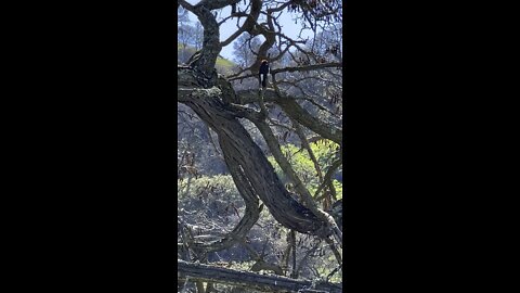 Acorn Woodpecker