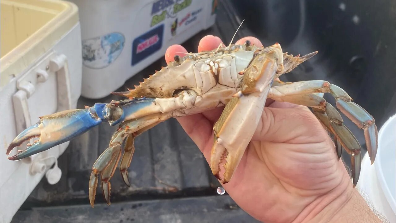 How to clean Blue Hard Crabs!