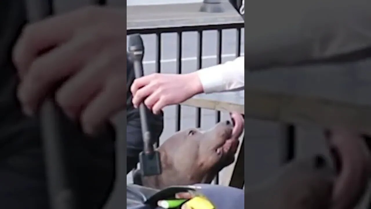 Guy Tells Me His Pitbull Attacks Liberals