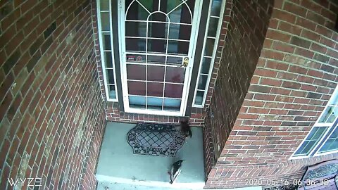 Duck Visit