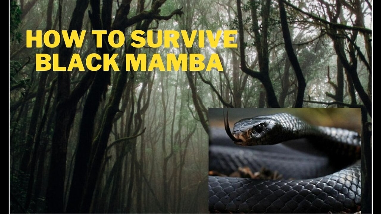 How to survive the black mamba 🐍🐍🖤