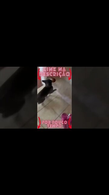 Animais Engraçados e Fofos Se você ama o seu Pet clique no link abaixo!#shorts 2