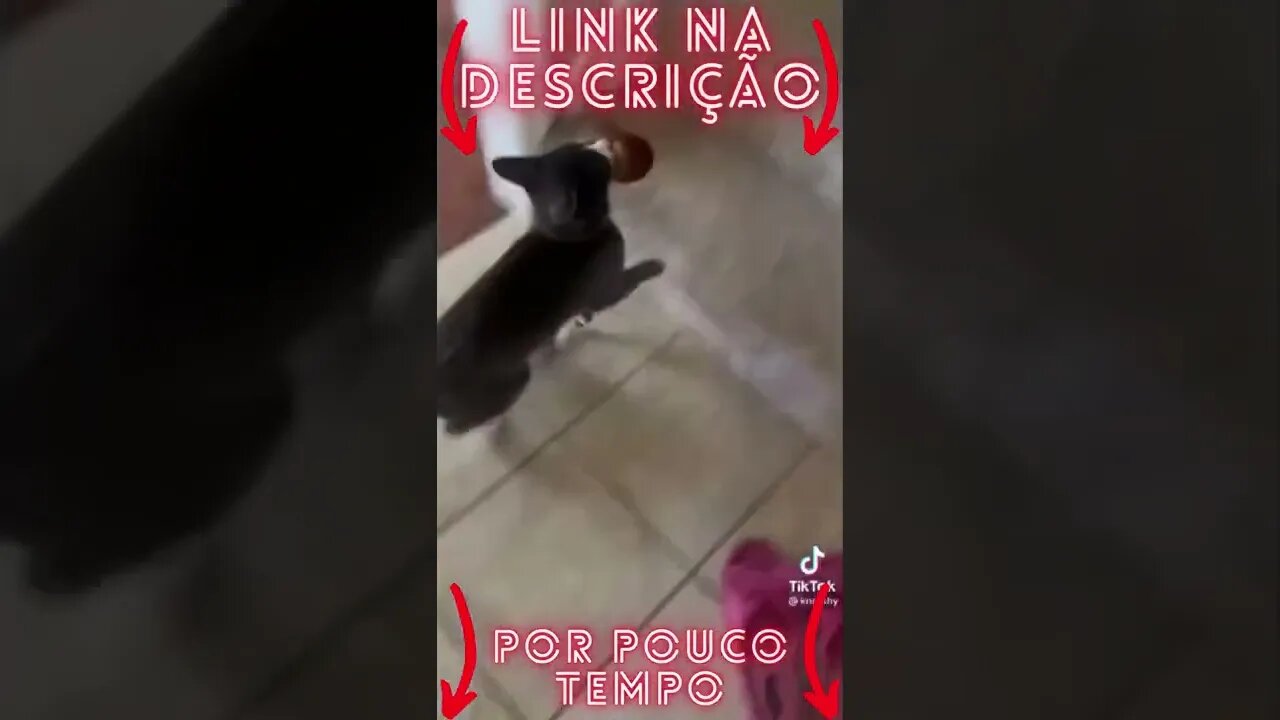 Animais Engraçados e Fofos Se você ama o seu Pet clique no link abaixo!#shorts 2