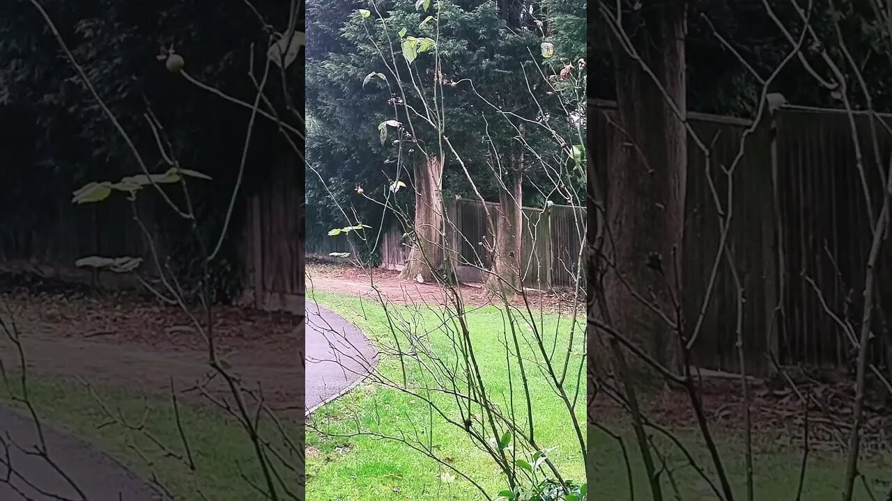 #veiws_viral_video_subscribers_grow #clip Rose 🌹 Medias Rose Bush 🌹 has some buds on it