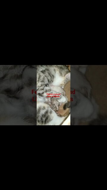 The years fly by... Felicity has already given birth to her second litter of kitties