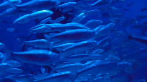 European sprat, Sprattus sprattus, also known as bristling, brisling or skipper, is a small, herrin
