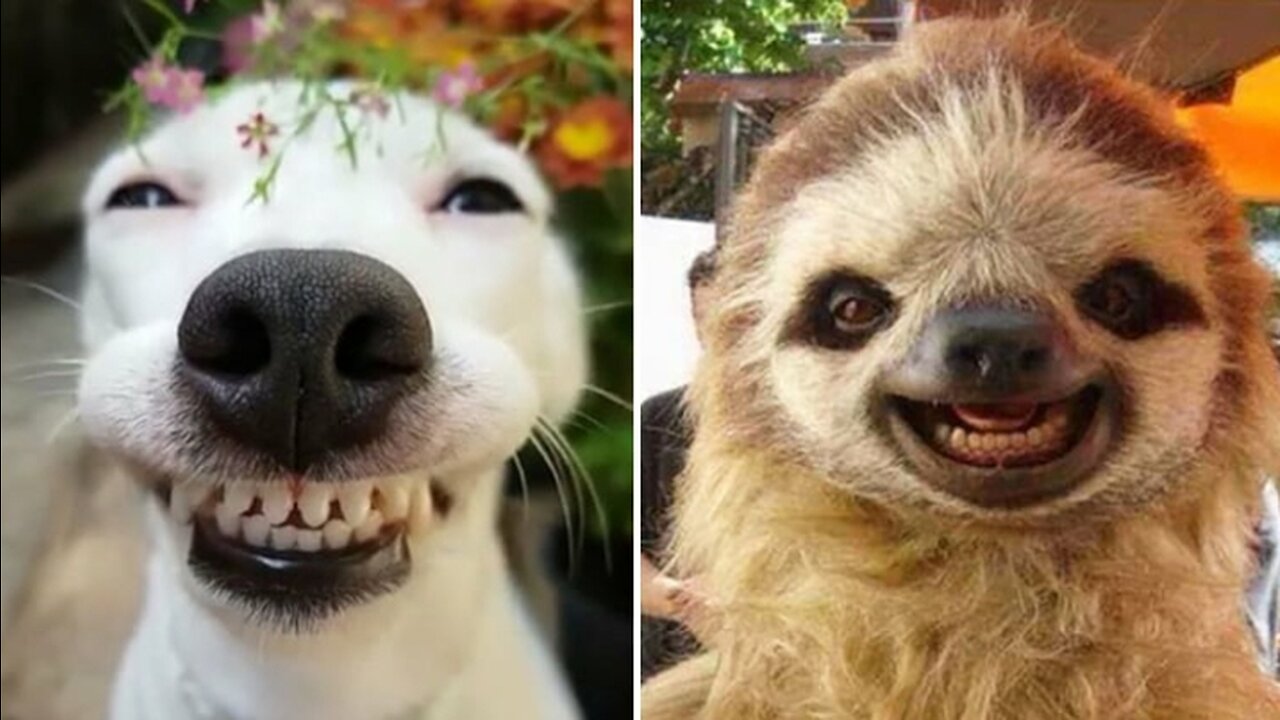 FUNNIEST CAT AND DOG VIDEOS 😅😂😂2023(720P_HD)#5