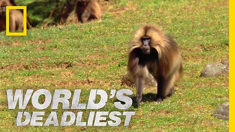 Gelada vs. Gelada | World's Deadliest