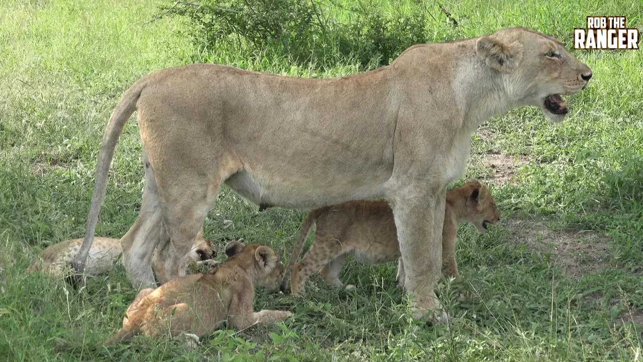 Daughters Of The Mapogo Lions - Rebuilding The Othawa Pride - 156: With A Kudu Meal