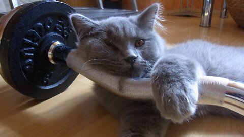 Trying an impossible task!!! Cat Training