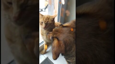 Ginger cat is fuming with anger because cute dog is annoying him