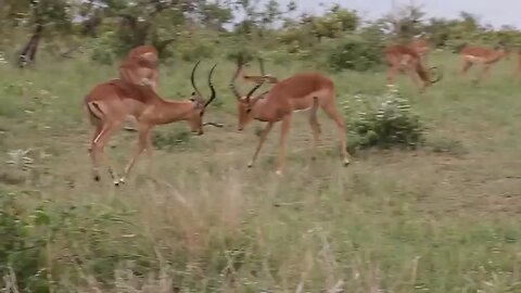 Fight between Animals in the jungle