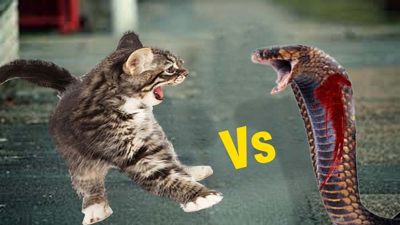 Cat slap snake