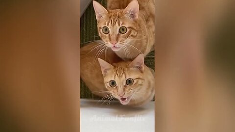 Funny Animal 😹😺 Cat Videos