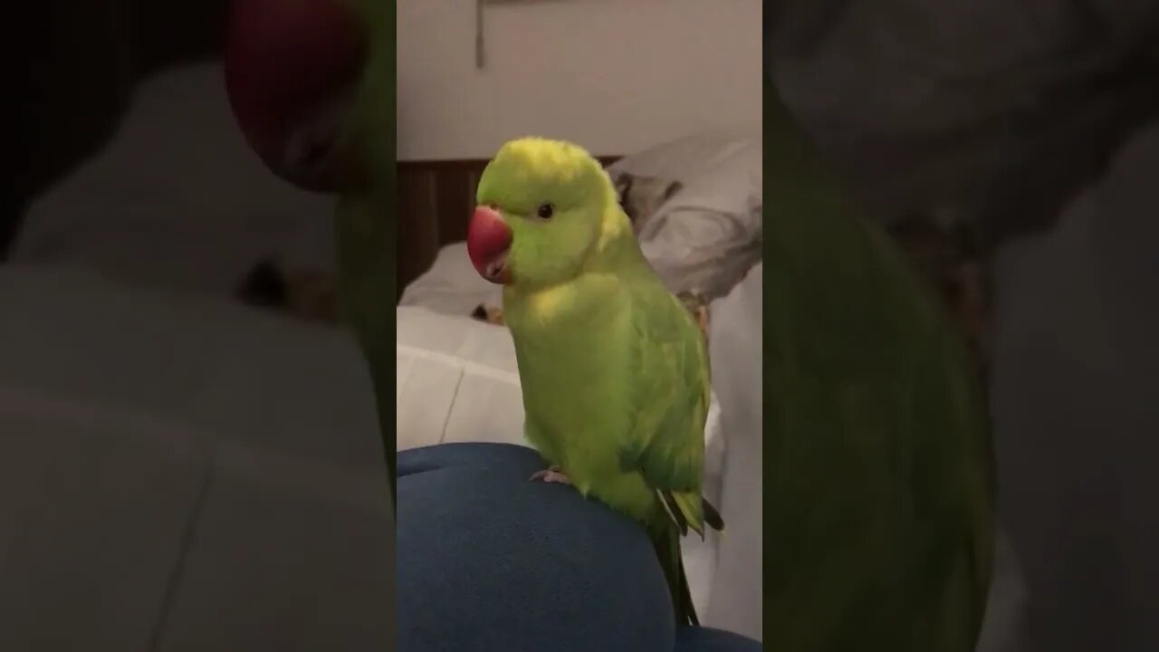 Talking parrot says choo choo train with the cutest voice ever