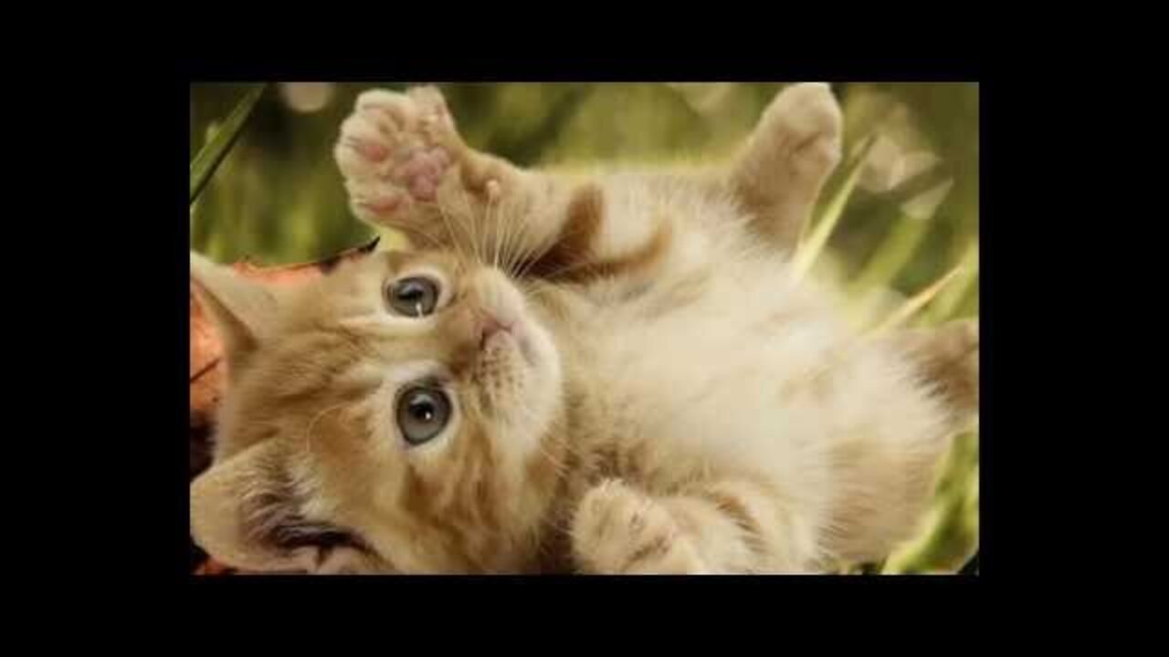 Collection of beautiful cats in the world