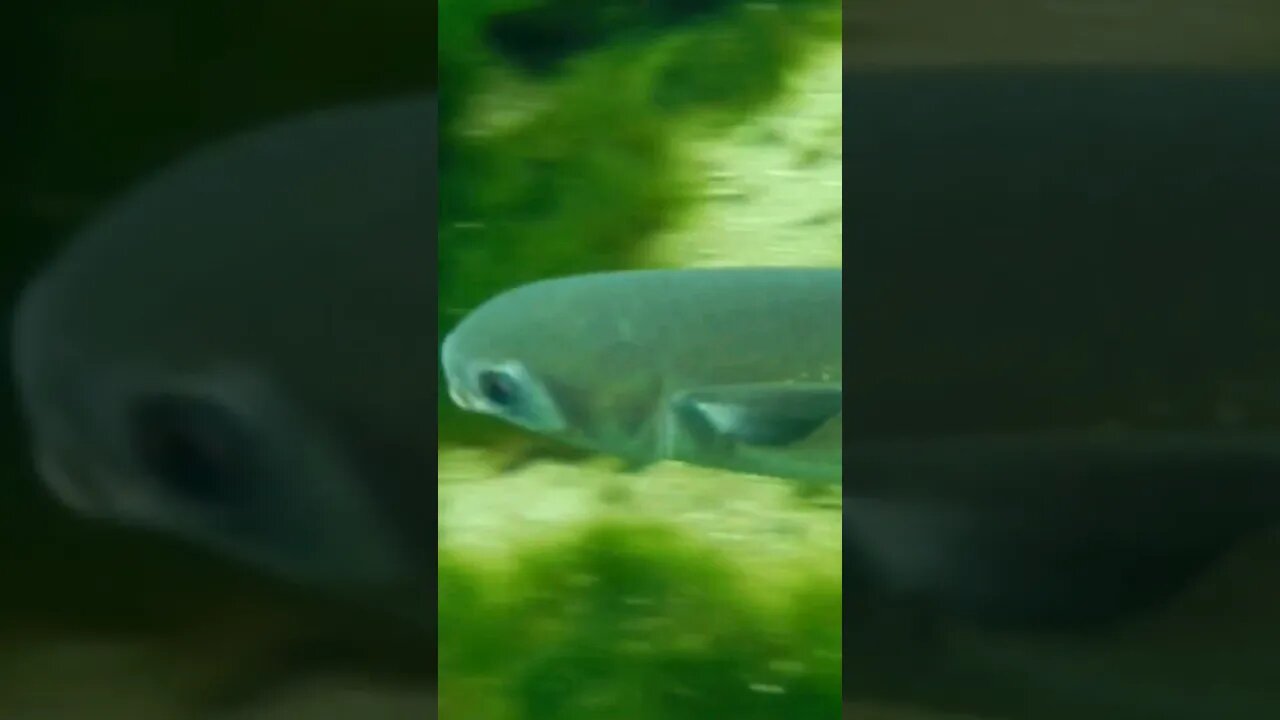 🐟 Freshwater Fish 🐟 at Wakulla Springs 02 #shorts