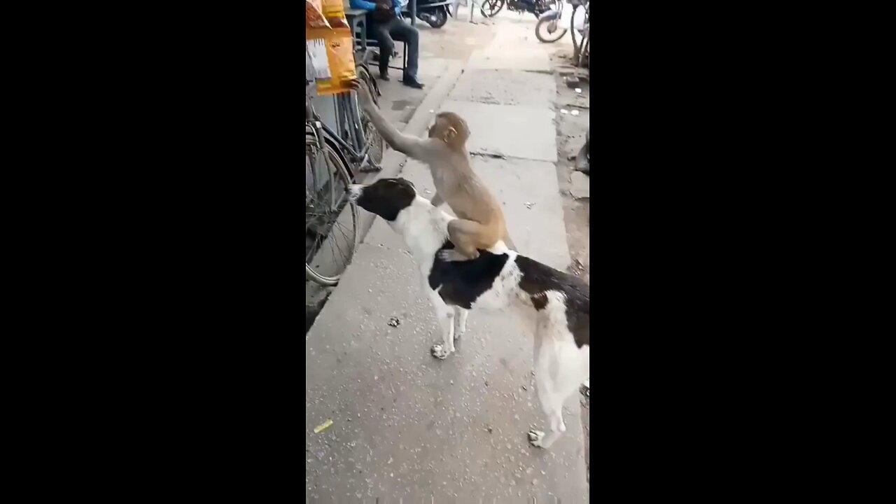 Funny animal video