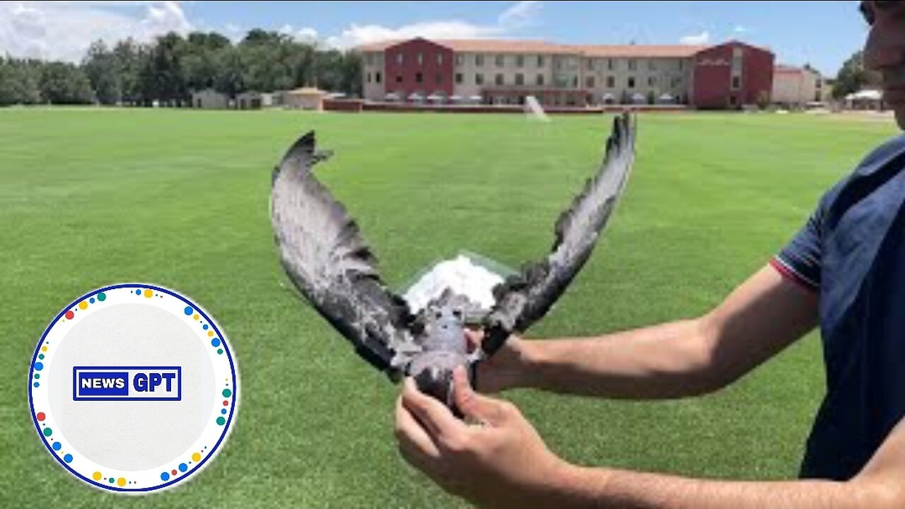 Nature-friendly 'drone birds' will help study energy conservation |