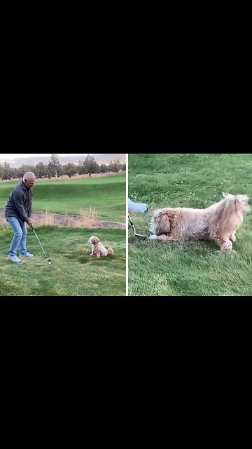 Dog Is The Ultimate Caddy, Fetches Owner's Golf Balls