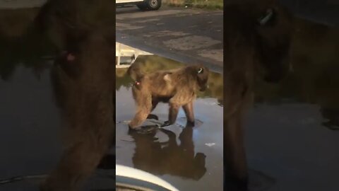 Baboon walking on water 😟Lol #shorts #animallover subscribe for more