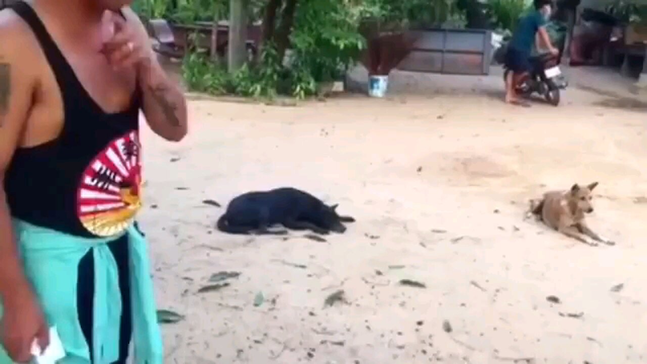 Funny dog prank can't stop laughing 🤣😅🤣