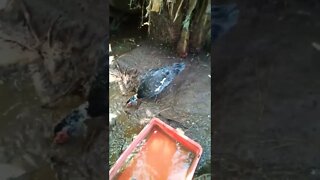 27 February 2022 Muscovy Drake
