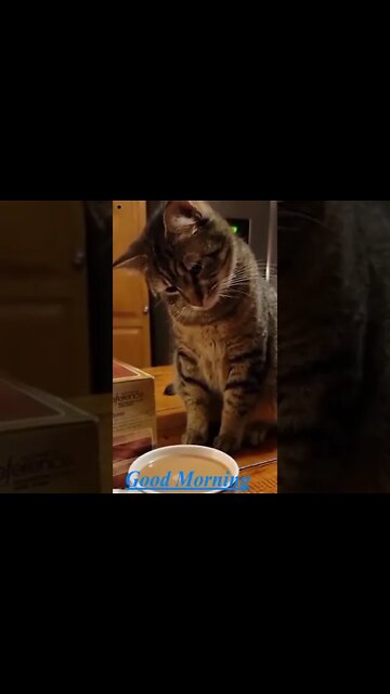 good morning with cat | shorts | #short