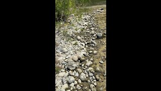 Just a snake