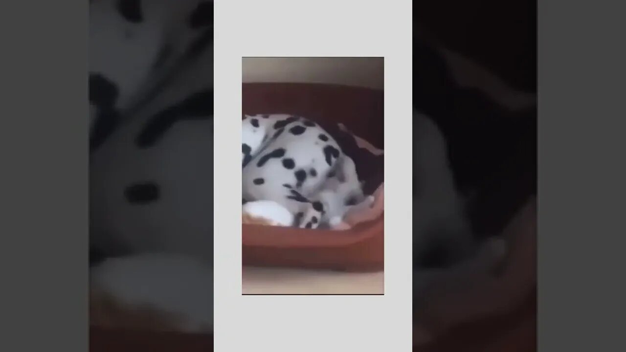 Your 6:00 AM wake up call...😂😾🐶