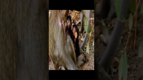 monkey video