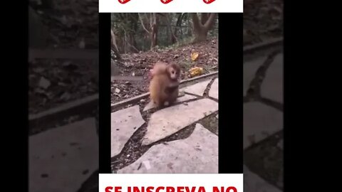 Macaquinhos dando abraço #shorts