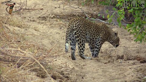 Scotia Female Leopard Roars In A Riverbed