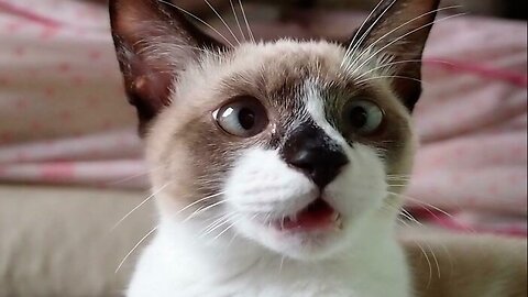 Funny Animal Videos 2023 😂 - Funniest Pets Cats And Dogs Video