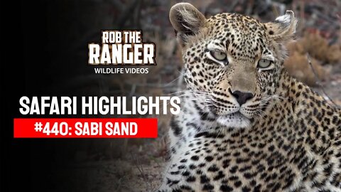 Safari Highlights #440: 19 - 22 October 2016 | Sabi Sand Wildtuin | Latest Wildlife Sightings