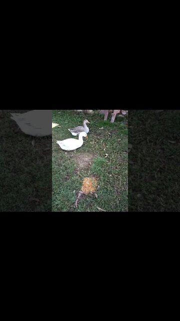 A couple of Pilgrim Geese