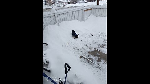 When you have to shovel the yard for the dog