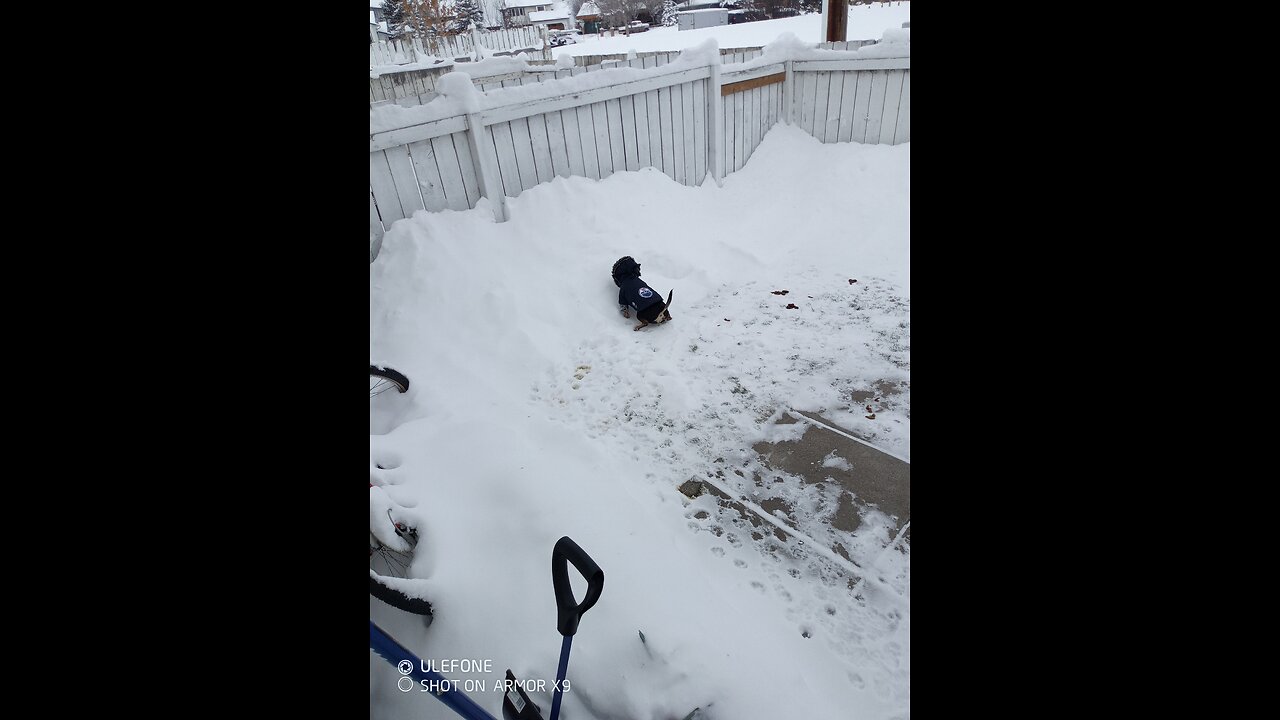 When you have to shovel the yard for the dog