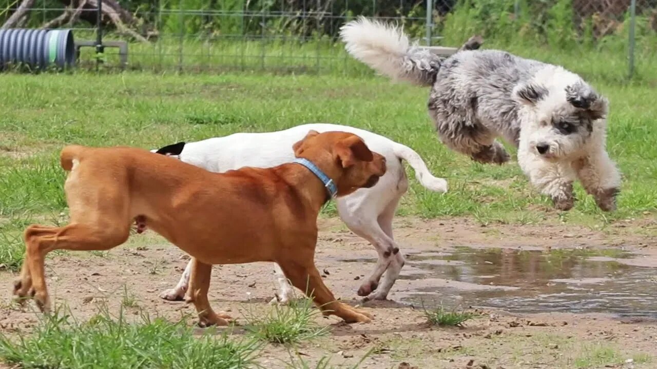 High Energy Play Between Small & Large Breeds Within a Calm & Balanced Dog Pack