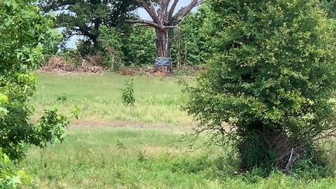 Man vs Tree