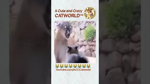 A Cat vs. A BIG Cat! 🐈🙀🐅 | Funny Cat Videos #Shorts