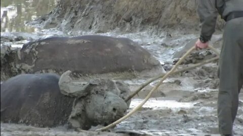 Buffalo Get SAVED by RANGERS and ATTACK vehicles!!! By Best Animal Home