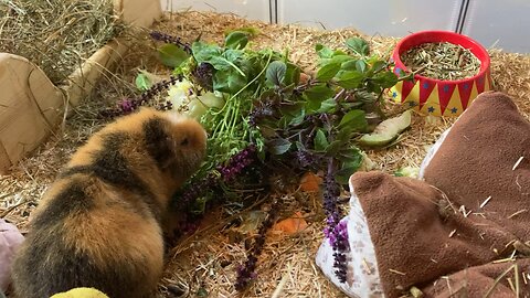 guinea pig Tibby