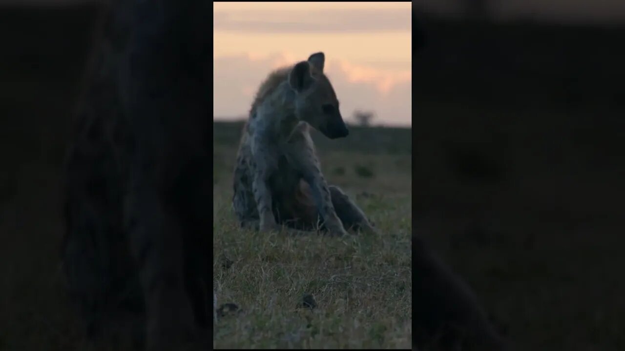 The Strange, Surprising and Important Role of the Hyena in Our World #shorts #hyenas