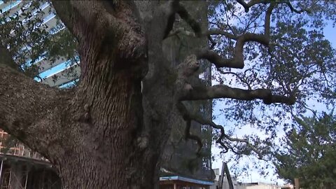 Residents try to stop tree removal project