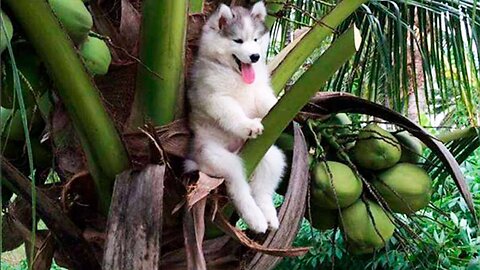 Funny Cats Video 2023 😺 Funniest Animals 😂 #19