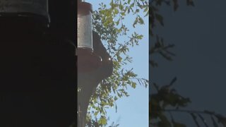 Hummingbird migration